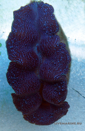 Тридакна кроцея фиолетовая Tridacna crocea