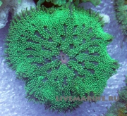 Мини-ковровая актиния (тапетум) Mini carpet anemone (tapetum)