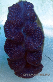 Тридакна кроцея фиолетовая Tridacna crocea