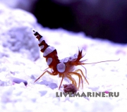 Thor amboinensis, Anemon shrimp, sexy shrimp, анемоновая креветка